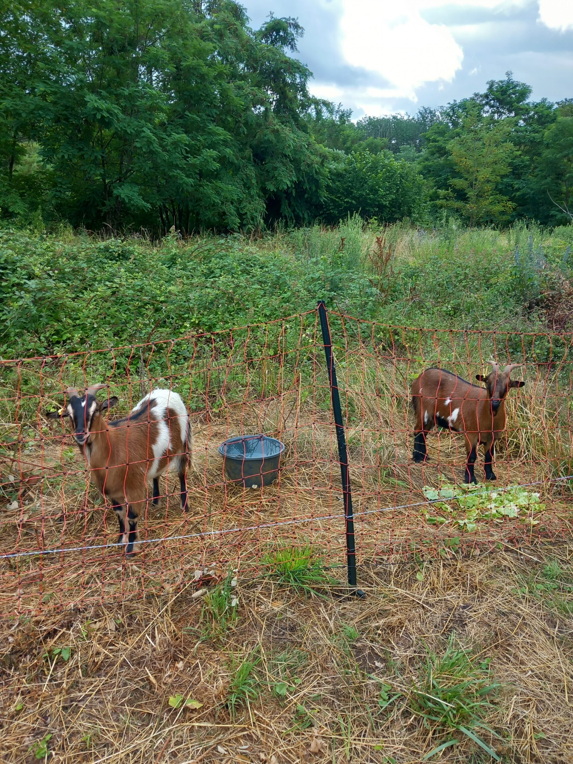 éco-pâturage Boussières