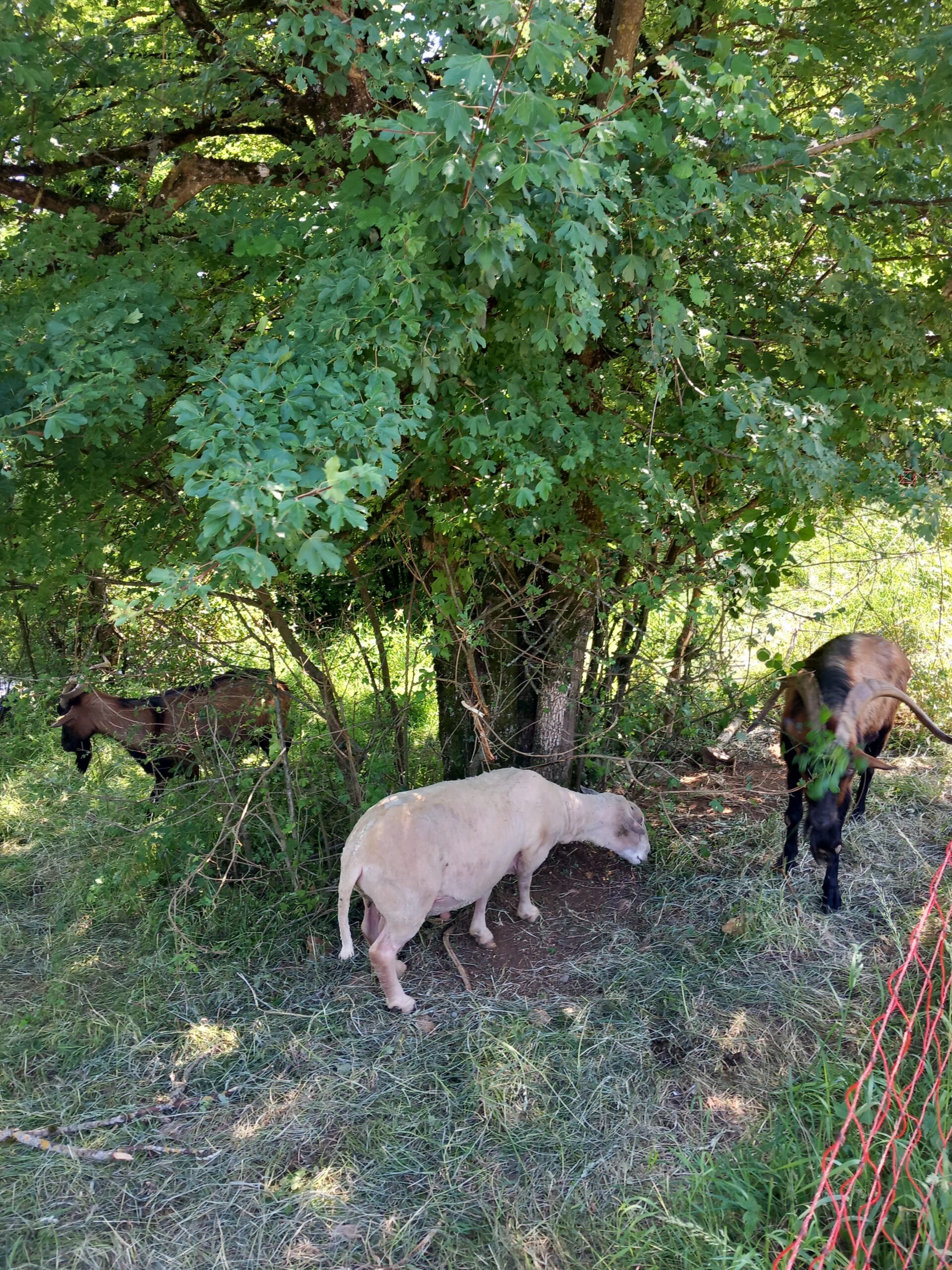 éco-pâturage Larnod